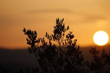 Atardecer 