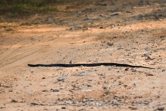 Indian cobra or Naja naja or spectacled or Asian or binocellate cobra a venomous snake or serpent crossing forest track at during outdoor jungle safari at forest of central india