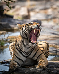 Indian wild royal bengal male tiger extreme close up or portrait with roar and yawn at ranthambore...