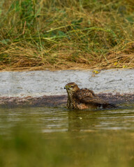 White eyed buzzard or Butastur teesa portrait with eye contact resting in waterhole at jhalana forest or leopard reserve jaipur rajasthan india
