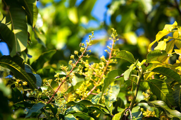 The mango bouquet or mango flower is blooming full on the mango trees in the garden