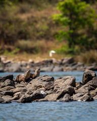 Naklejka premium Smooth coated otter or Lutrogale perspicillata a vulnerable animal species of Mustelidae family pair with eye contact on rocks in river during safari at forest of central india
