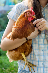 Young girl holds and hugs beautiful brown hen. Farmyard with poultry and domestic chicks