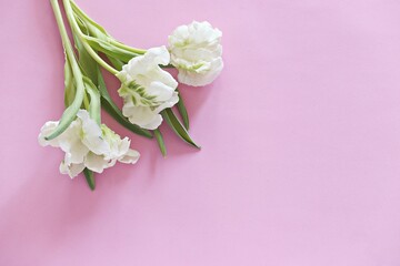 Beautiful yellow tulips. Pink background. Top view, copy space