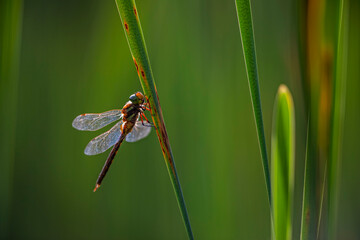 Green-eyed Hawker dragonfly sits on a leaf of a reed. Photography of Aeshna isosceles in its natural environment.