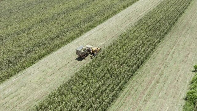 tractor harvesting sorghum for animal feed, Goiania, Goias, Brazil