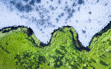 Snowy and green forest. Winter and spring in one place