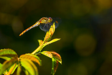 Dragonfly sitting on a leaf.