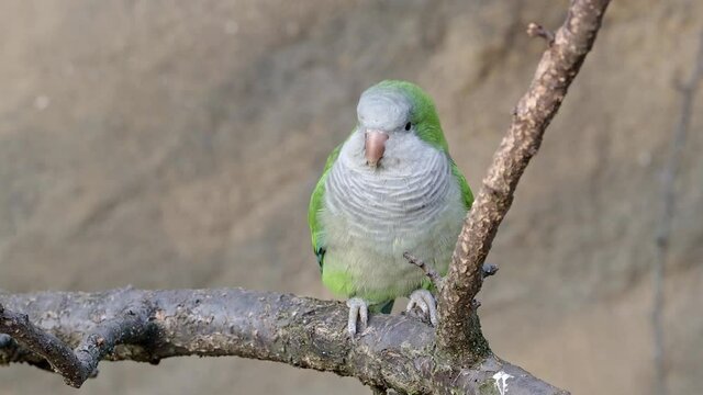 The monk parakeet (Myiopsitta monachus), also known as the Quaker parrot sitting on a branch