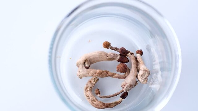 Magic mushrooms in a laboratory glass for psilocybin extraction and research.
