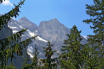 Alpine mountain landscape through the spruce