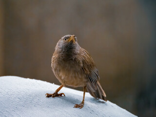 Jungle babbler on a wall