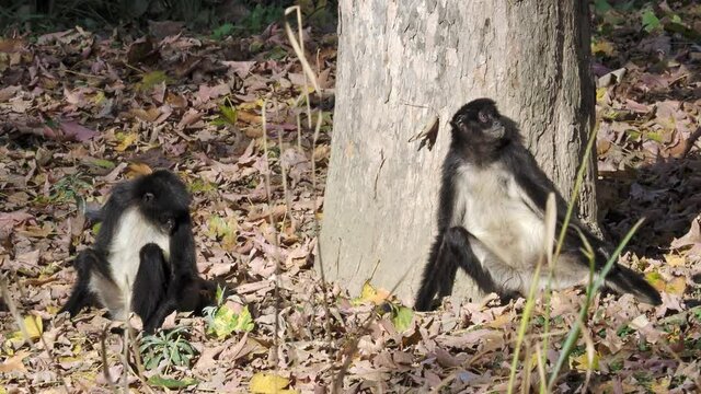 Geoffroy's Spider Monkey (Ateles geoffroyi), also known as Black-handed Spider Monkey sitting in a fallen leaf