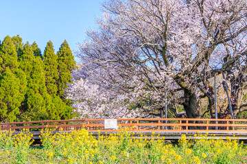 一心行の大桜と菜の花　熊本県阿蘇市　Issingyouno-oozakura and canola flower Kumamoto-ken Aso city