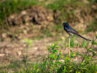 blackbird on the ground