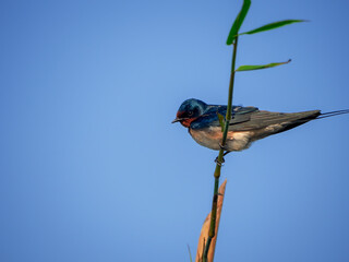 barn swallow on a branch