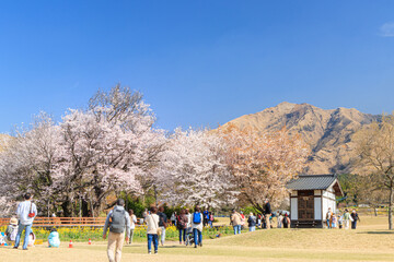 一心行の大桜と観光客　熊本県阿蘇市　Issingyouno-oozakura and Tourist Kumamoto-ken Aso city