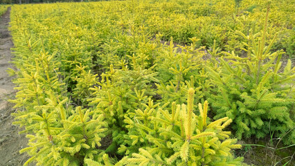 Forest nursery for growing spruce seedlings. Eastern Europe forestry