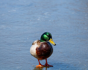 Male Mallard standing on frozen ice