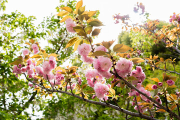 2021年春の桜