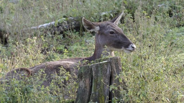 Female reindeer in the grass, Rangifer tarandus fennicus.