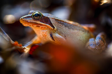 A frog sittin on the ground. Autumn leaf colors. Frog camouflage.