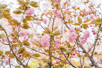 2021年春の桜
