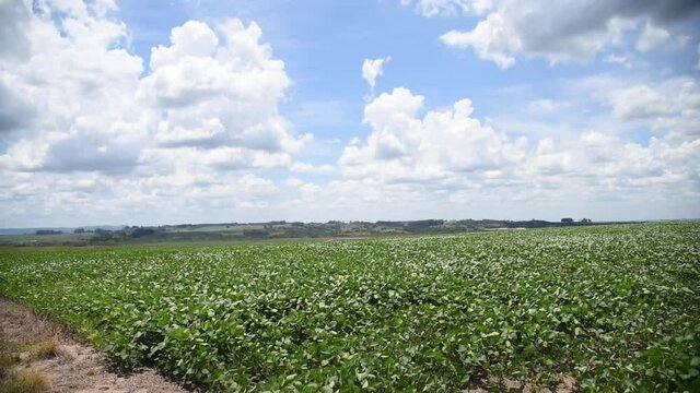Large soybean plantation in the stage of grain filling -3
