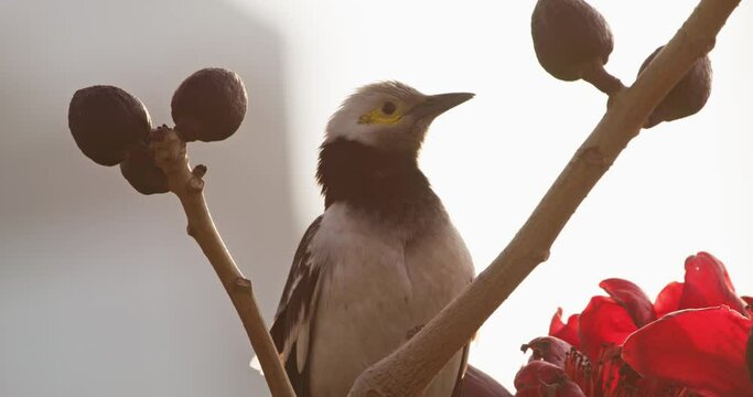 Black collared Starling bird in Hong Kong