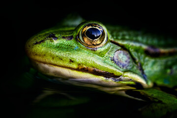 A frog sitting in water. Edible frog.