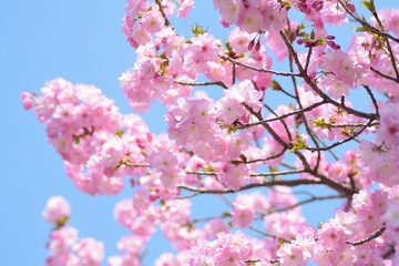 Macro texture of Japanese Pink Cherry Blossoms