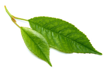 Fototapeta premium Green cherry tree leaf Isolated on a white background