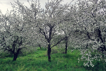 Obraz premium Apple trees blossom garden top view drone