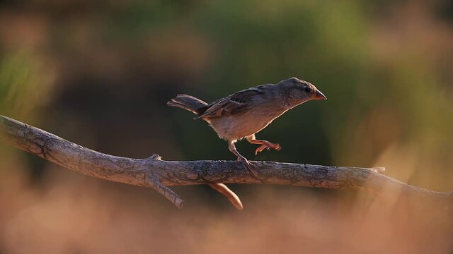 sparrow jumps on a branch and flies away