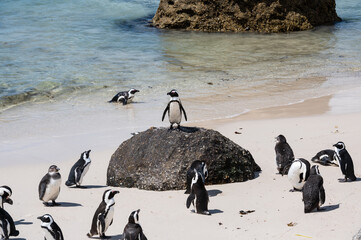 One penguin staying on the rock like a leader. Penguin colony at Boulders beach. Offline meeting...