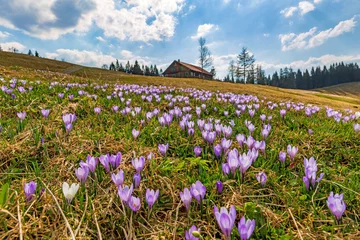 Möbelaufkleber Allgäu - Frühling - Hündle - Oberstaufen - Krokusblüte © Dozey