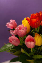 pink, yellow and red tulips on purple background