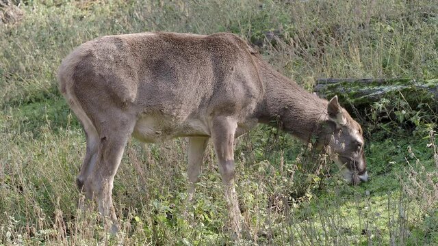 Female reindeer in the grass, Rangifer tarandus fennicus.