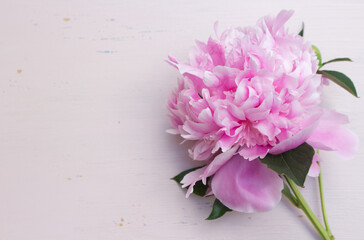 Close up of pink peony flower isolated on an abraded pink board background. Floral frame composition. Decorative web banner. Styled stock photo. Empty space, flat lay, top view.   