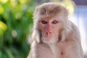 Obraz premium Monkey