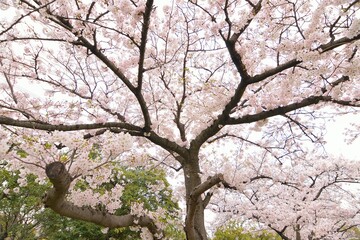 Landscape of White Cherry Blossoms in Japan