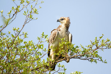 Juvenile martial eagle sitting in a tree in Sabi Sands Game Reserve in the Greater Kruger Region in...
