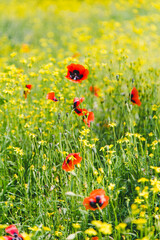 Scarlet poppies among tall grass and small yellow flowers. Clear sunny day.