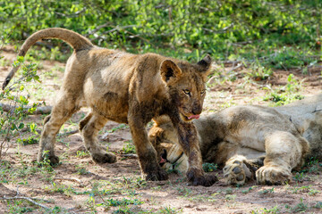 Lion cub walking after a big meal in the bush of Sabi Sands Game Reserve in South Africa