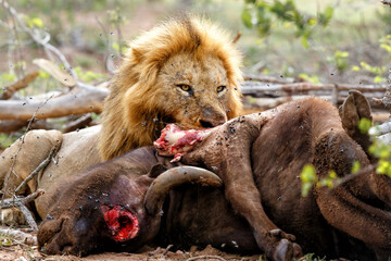 Lion male eating from a buffalo kill in Sabi Sands Game Reserve in the Greater Kruger Region in...