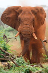 Fototapeta na wymiar Angry elephant bull in must coming very close in Zimanga Game Reserve in Kwa Zulu Natal in South Africa
