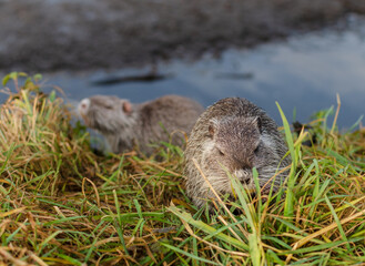 nutria in the grass	