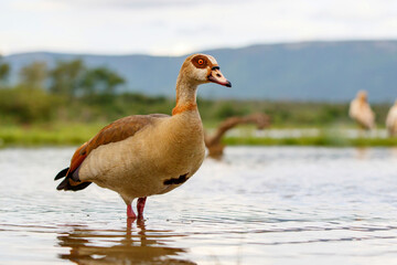 Egyptian Goose wading in a pond in Zimanga Game Reserve near Mkuze in South Africa