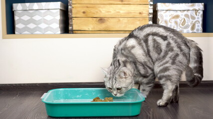 A gray British cat buries poop in a tray. Toilet of the cat in the room.