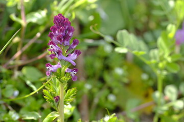 ムラサキキケマン